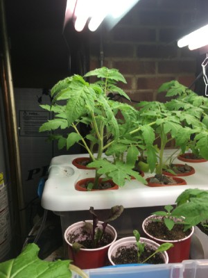 Tomato plants are getting huge. Another 2 weeks and I'll have to start building a trellis in the basement.