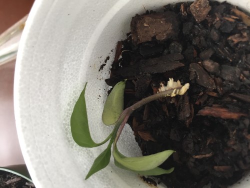 This is the smallest plant, and has the most &quot;stuff&quot; on the stem.