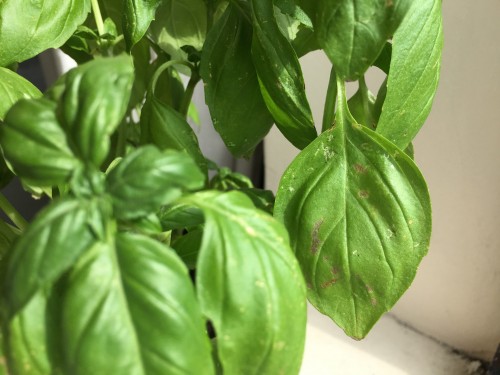 Basil 4.jpg