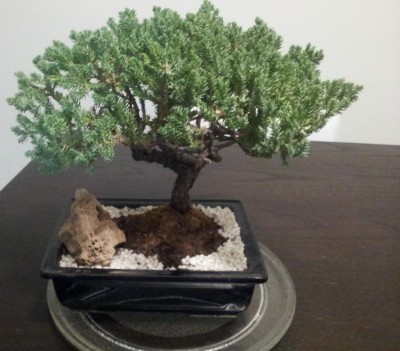 BONSAI 1AA.jpg