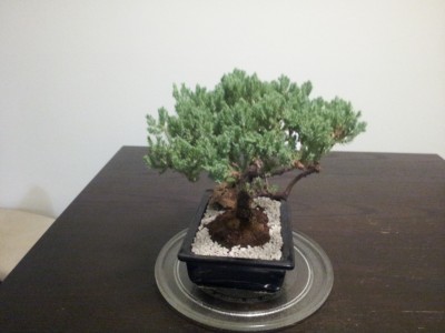 BONSAI2.JPG