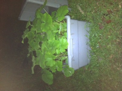 Compost Bin Pumpkin Patch