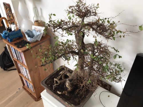 bonsai2.jpg