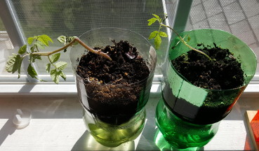 tomato seedlings.jpg