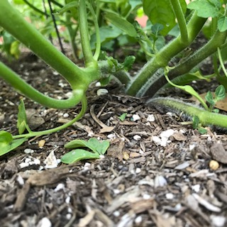 My vegetable jungle.