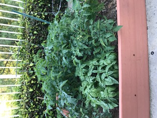 My crowded tomatoes