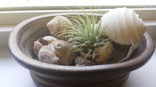 Indoor Miniature Garden in a Sea Shell