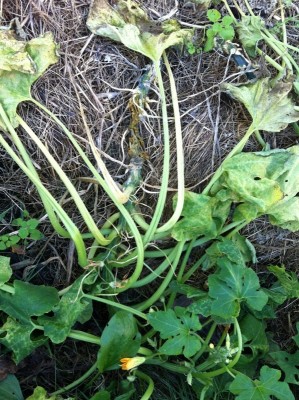 Demise of the Golden Summer Squash