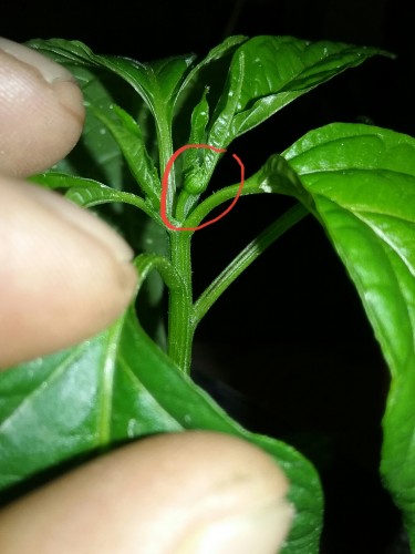 Is this a flower/bud forming plant is only two months old . Suppose to be carolina reaper.