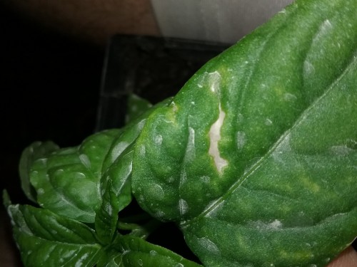 Pest or deficiency? The white spots are from sulfur spray.
