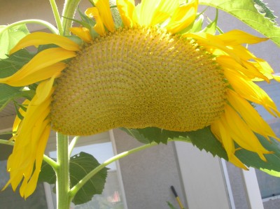 DSCN0617.JPG