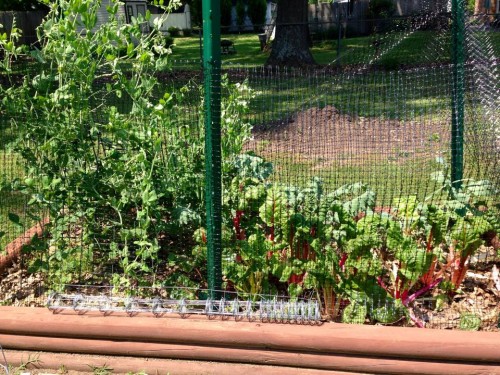 peas and chard.jpg