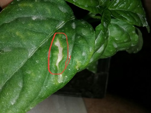Top of leaf . The circled part looks like a pest problem . The other spots are sulfur spray.