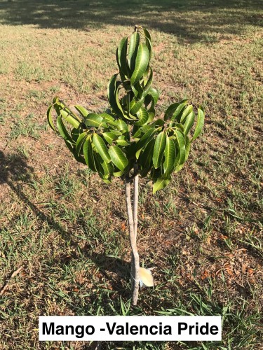 Valencia Pride Mango