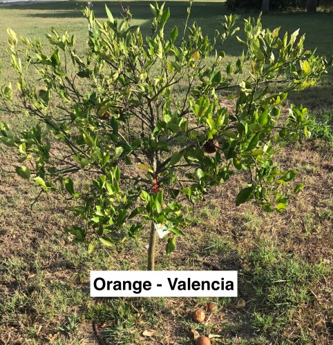 Valencia Orange