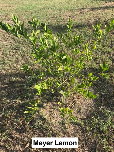 Meyer Lemon