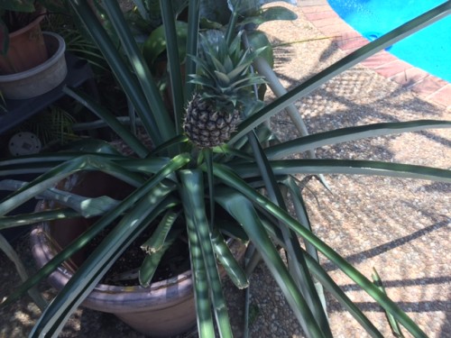 Pineapple 3.JPG