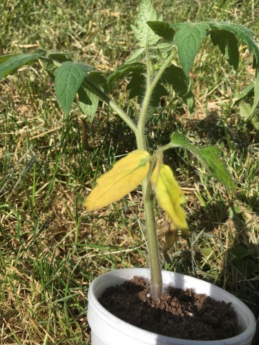 Tomato 2.jpg