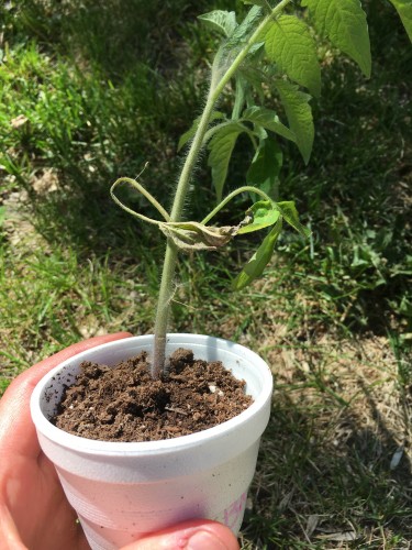 Tomato 5.jpg