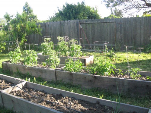 Siletz, Valley Girl, and Charger tomatoes