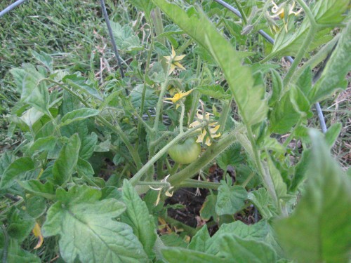 Siletz tomato already growing