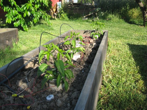 Jalapeno plants growing slowly