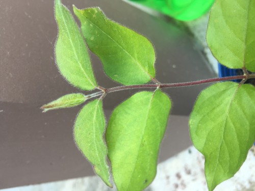 New leaves with brown tips. You may also be able to see the browned edges of the bigger leaves, as well as the yellow spots.