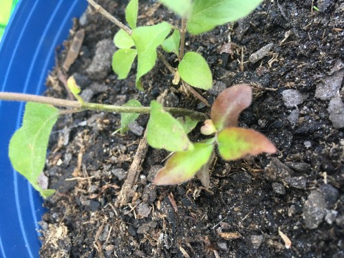 More brown leaves. You can also see more discolored splotches on some leaves.