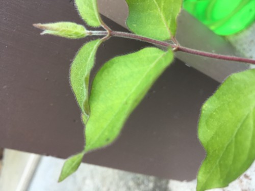 A close up look at the warped leaves