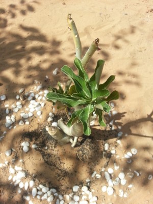 Small Adenium..