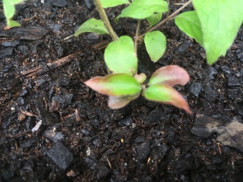 These little brown tipped leaves on the shortest limb don't seem to be growing much, especially in comparison to the leaves at the top of the tallest limb, which have grown a ton over the last couple days