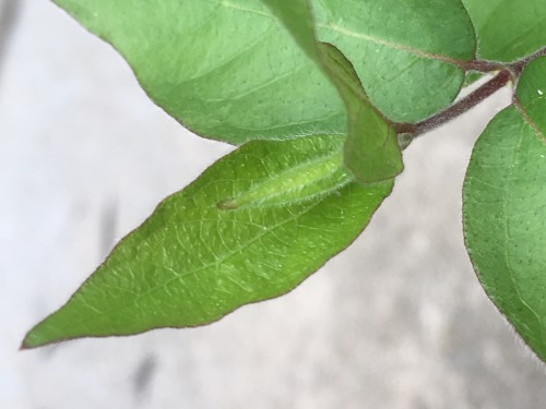 The leaves on the tallest limb are having a big growth spurt! :D But although they lost their brown tips, they have become brown around the edges like the rest of the leaves. New brown tipped leaves are growing in.