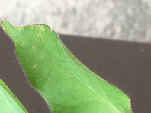 Yellow speckles on this one leaf