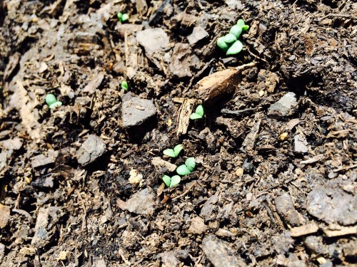 Sweet Basil babies