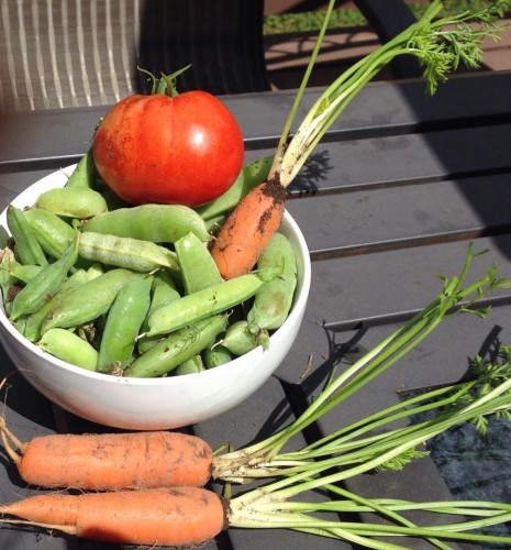 first ripe tomato.jpg