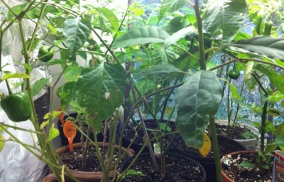 Peppa Dew at left - Trinidad Perfum in back - Scotch Bonnet - Fish - Hot Lemon in front right