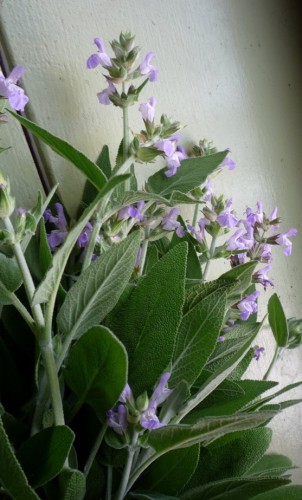 sage plant with flowers.jpg