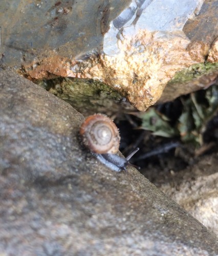 Little snail