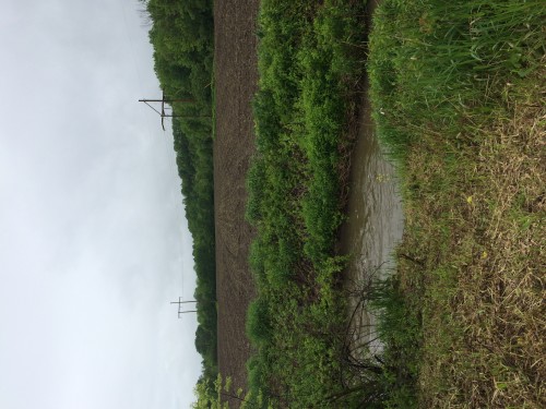 Neighboring corn field + the creek running high and fast this AM