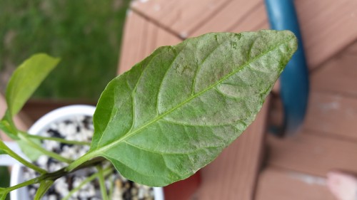 Problem signs on pepper leaves