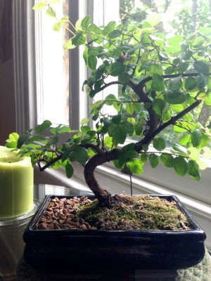Bonsai 1.jpg