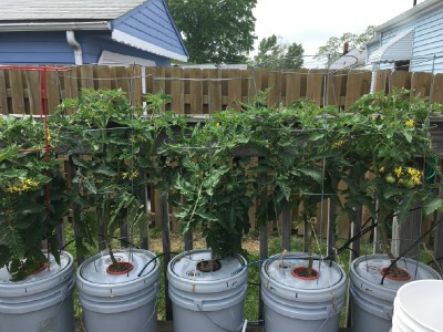 Tomato Plants.jpg