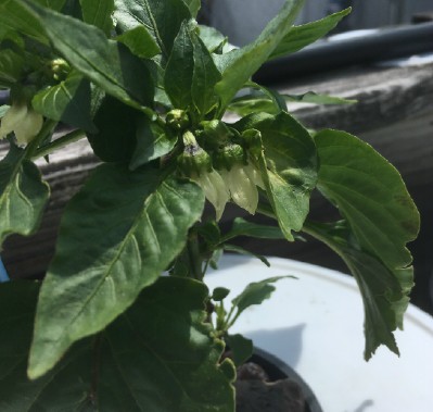 pepper blooms.jpg