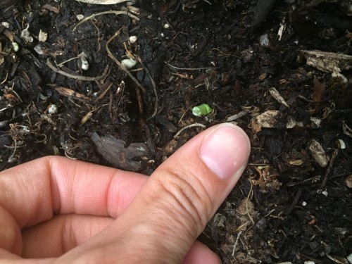 New snap pea growth gone