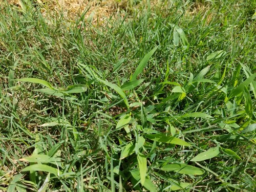 Crabgrass 2.jpg