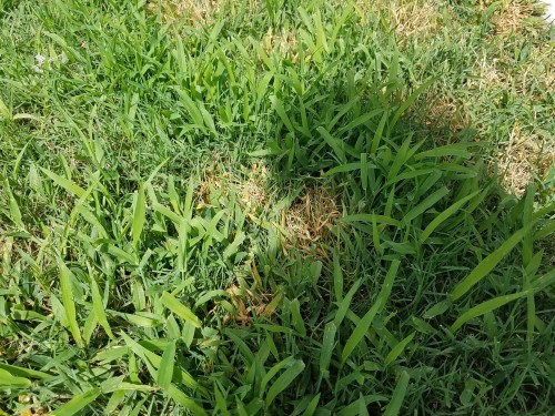 Crabgrass 4.jpg