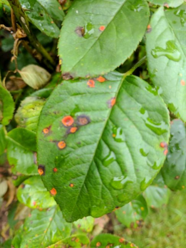 leaf_spot_1.png