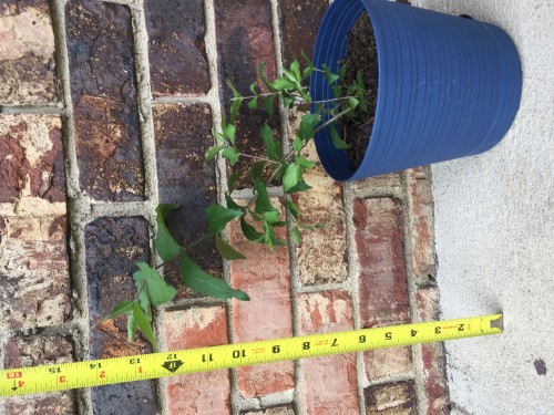 Here is a full picture of the plant and its pot(with reservoir attached). Tape measure for scale