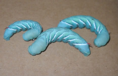 Blue horn worms.jpg