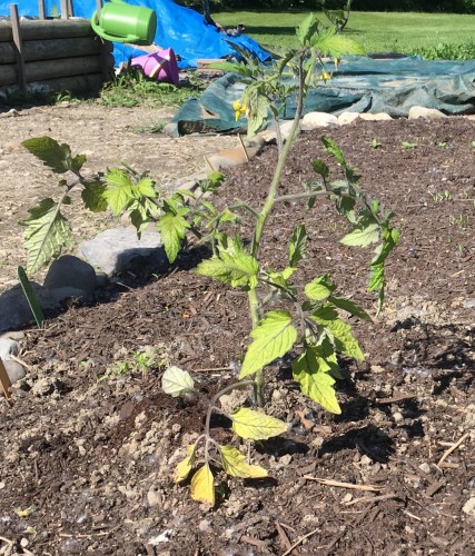 Before pruning bottoms